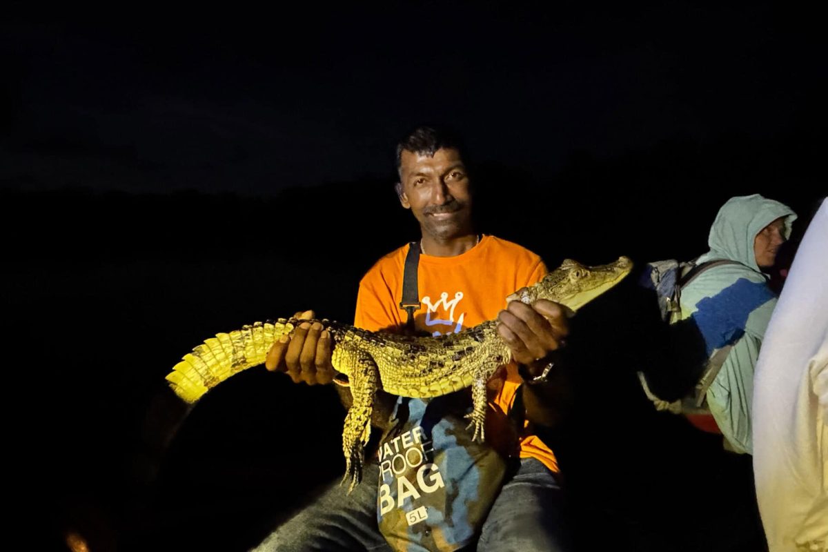 Swamp-Tour-Suriname-caiman