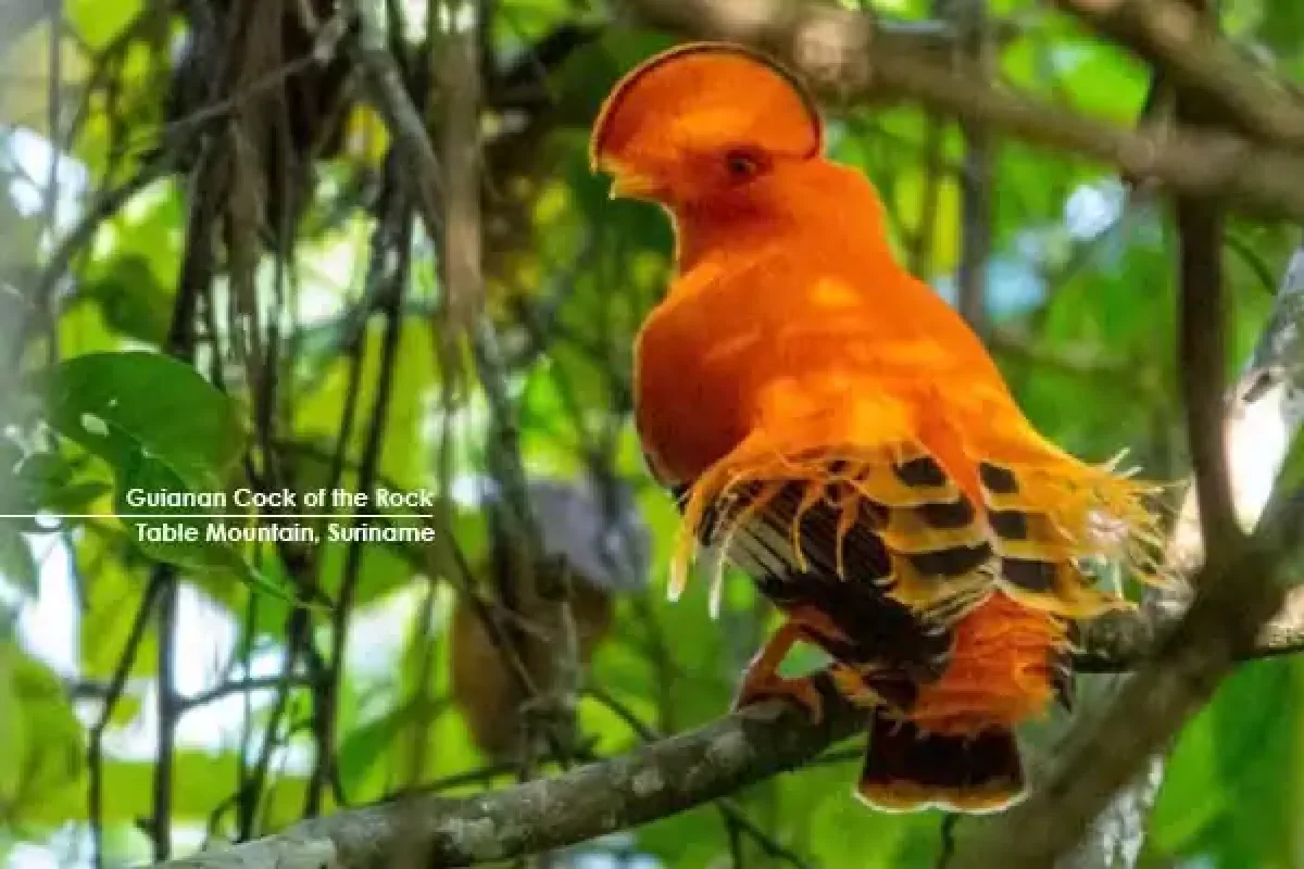 Table Mountain Jungle Trek Expedition (Suriname) 9