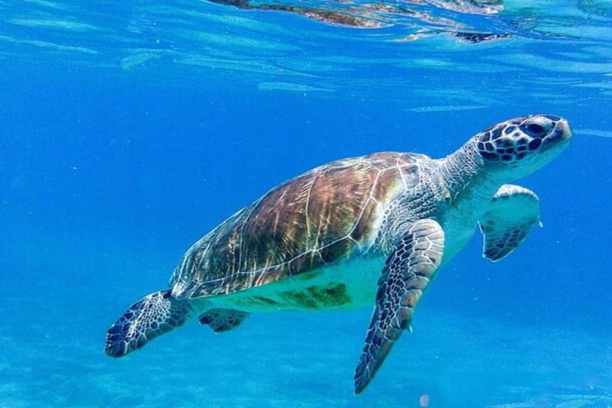 Willemstad-Turtles-Flamingos-Hato-05