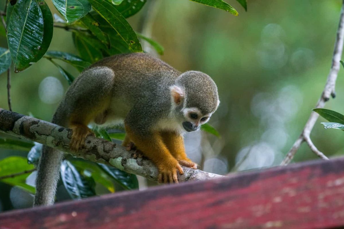anaula-3-daagse-tour-suriname-2