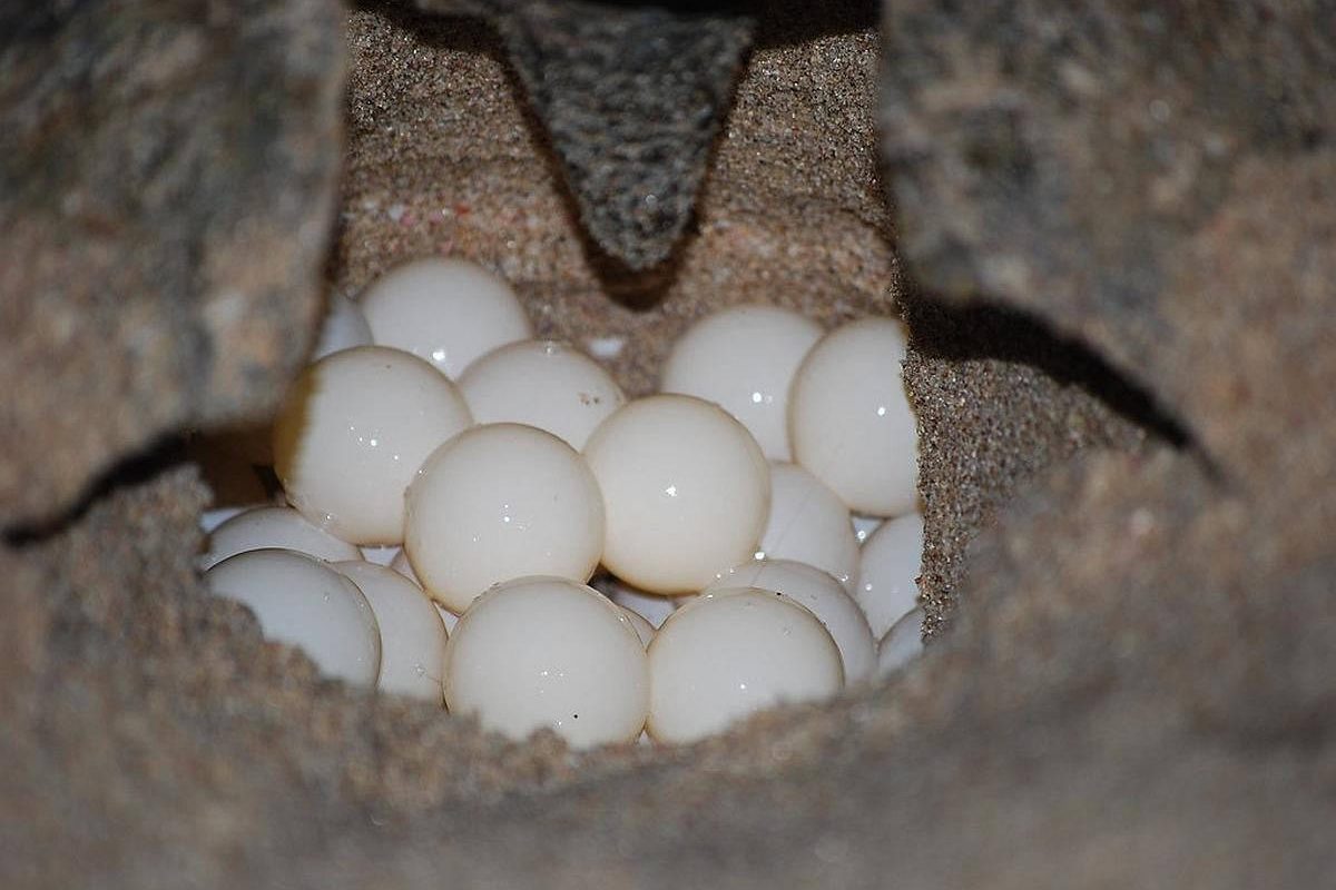 animalstoday-turtle-eggs