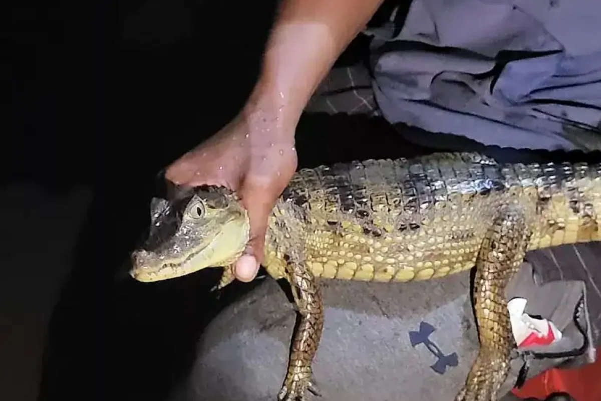 Gids houdt bij nacht een jonge kaaiman vast aan boord van de boot