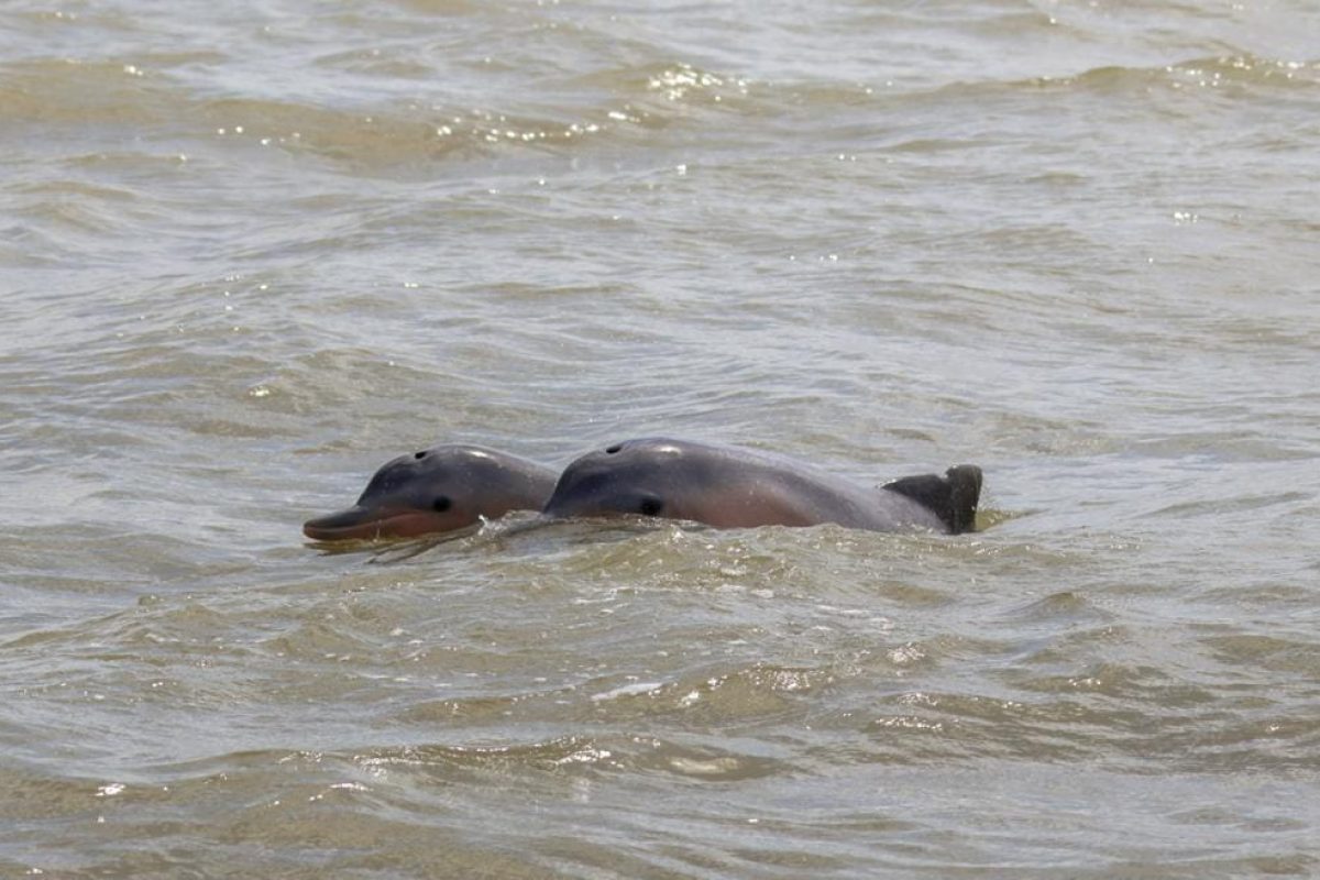 Twee dolfijnen komen naast elkaar boven water in de riviermonding