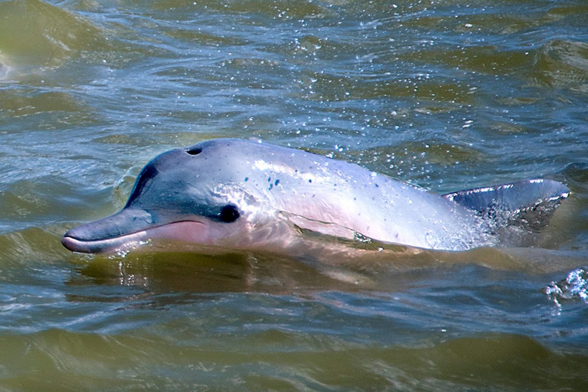 Dolphin watching-Suriname1