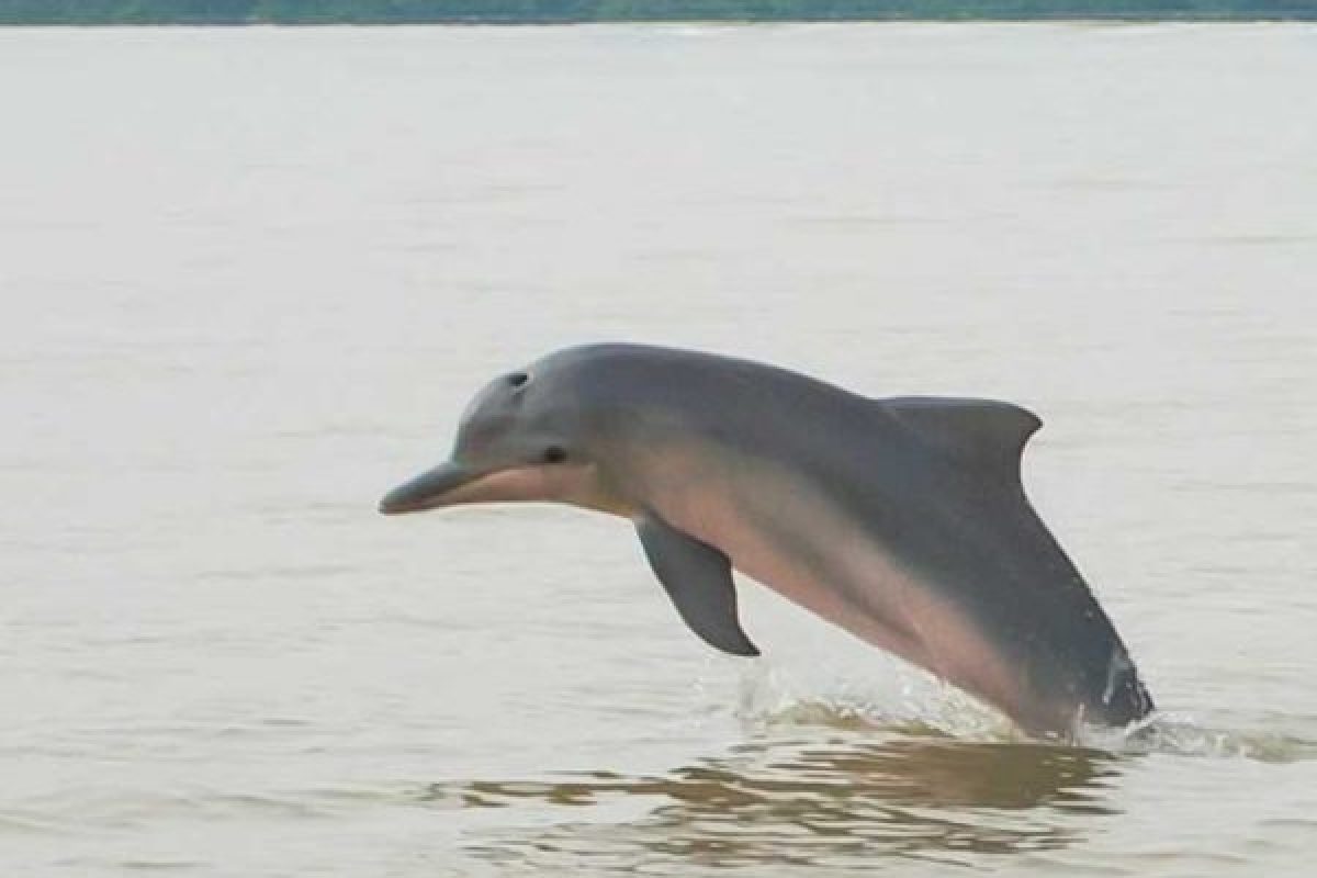 Dolphin watching-Suriname2