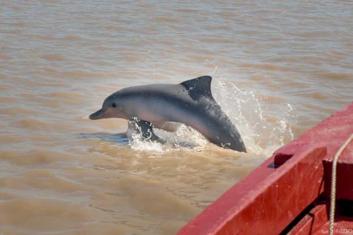 Dolphin watching-Suriname3