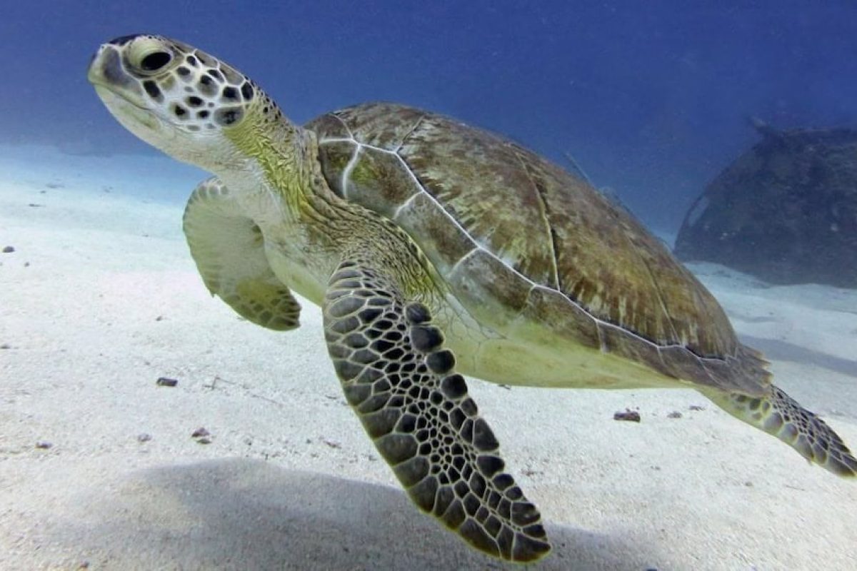 f9101e0e-badf-4f78-9215-3268eb28e415