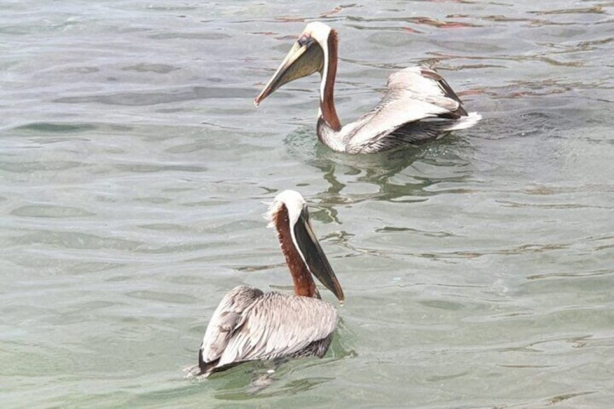 fbdaf115-4449-48fa-90fe-d0f44a1b5444