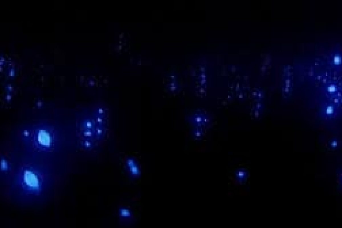 A dark scene from "Night Diving - Ostracode (Bonaire)" features scattered glowing blue dots and shapes, evoking bioluminescent lights in the darkness.