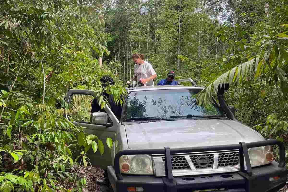Terreinwagen met open dak op een smal bospad in het Surinaamse binnenland