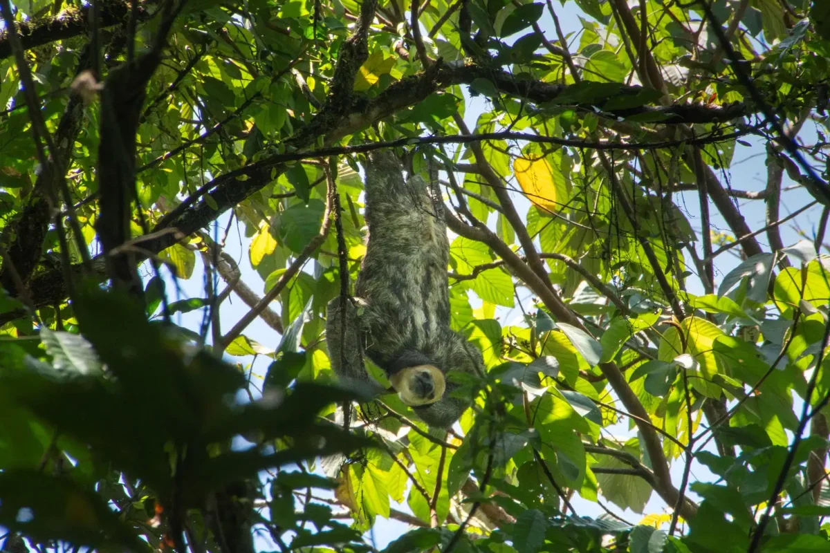 luiaard-tour-paramaribo-suriname-2