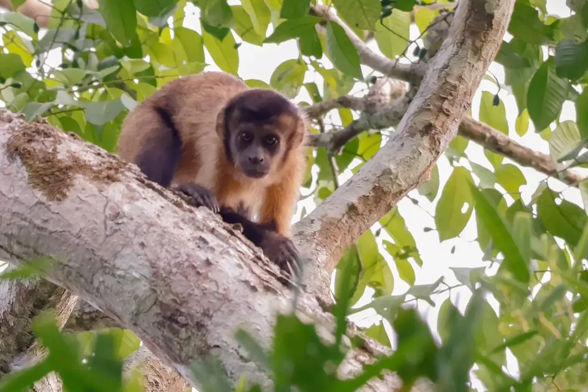 peperpot-bus-tour-suriname-2