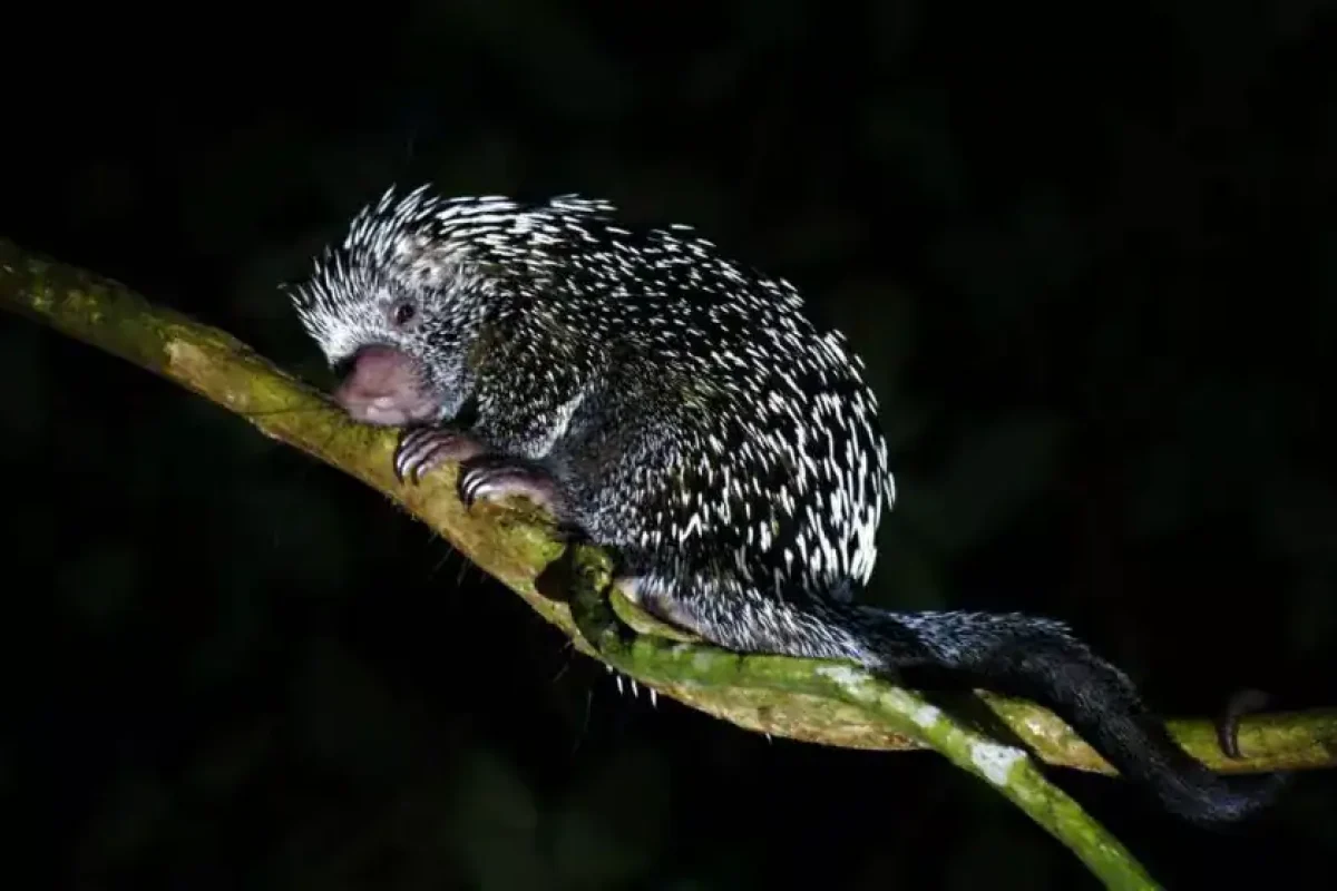 peperpot-nacht-tour-suriname-2