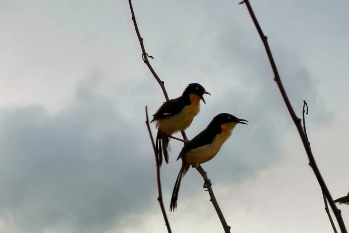 sendang-redjo-suriname-354_1