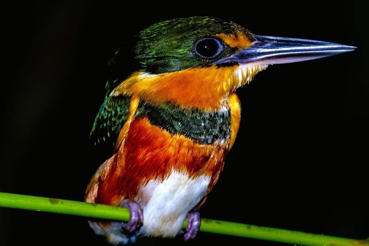 Peperpot Natuurpark Avondwandeling (Suriname)
